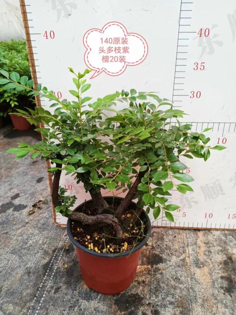 四季常青植物独桩小叶紫檀盆景树桩室内客厅办公桌面绿植单杆