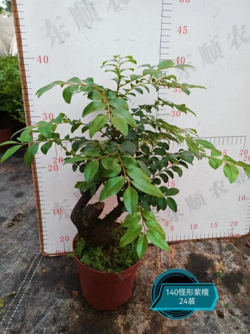 四季常青植物独桩小叶紫檀盆景树桩室内客厅办公桌面绿植单杆