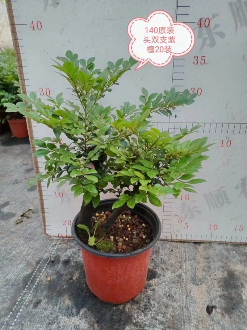 四季常青植物独桩小叶紫檀盆景树桩室内客厅办公桌面绿植单杆