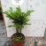 四季常青植物独桩小叶紫檀盆景树桩室内客厅办公桌面绿植单杆