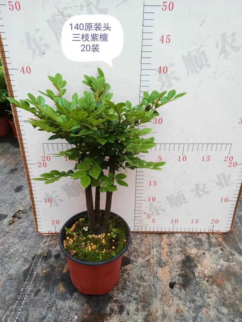 四季常青植物独桩小叶紫檀盆景树桩室内客厅办公桌面绿植单杆