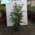 四季常青植物独桩小叶紫檀盆景树桩室内客厅办公桌面绿植单杆