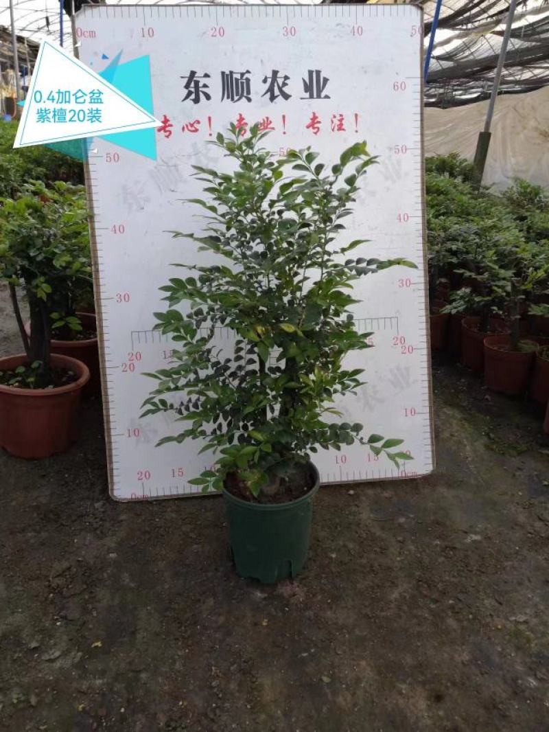 四季常青植物独桩小叶紫檀盆景树桩室内客厅办公桌面绿植单杆