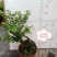 四季常青植物独桩小叶紫檀盆景树桩室内客厅办公桌面绿植单杆