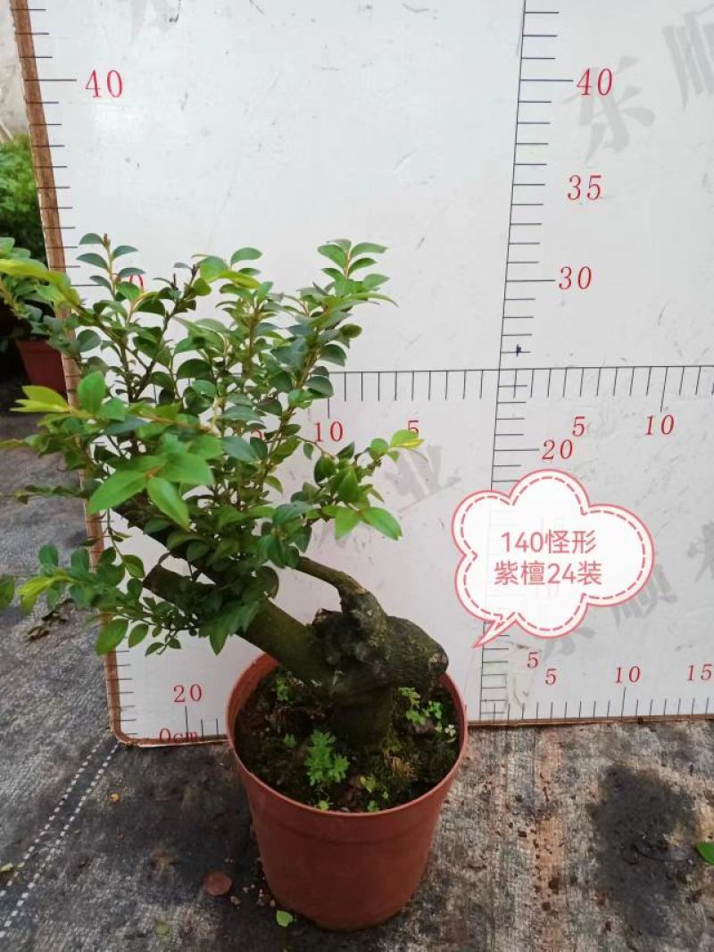 四季常青植物独桩小叶紫檀盆景树桩室内客厅办公桌面绿植单杆
