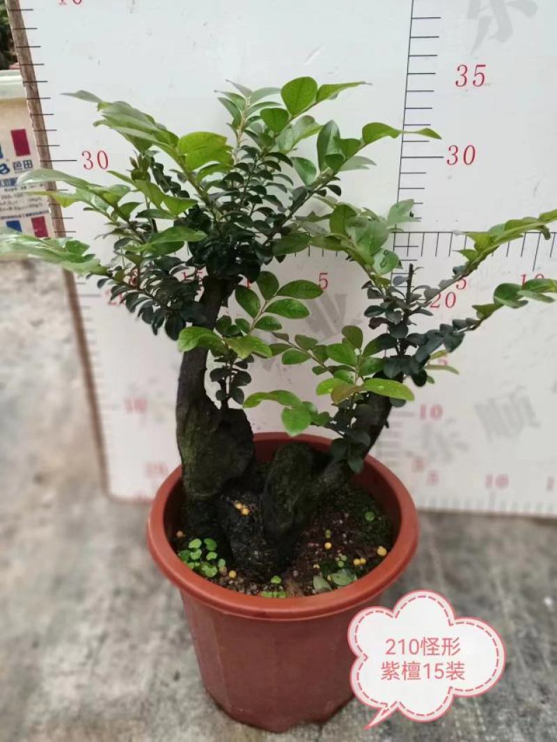 四季常青植物独桩小叶紫檀盆景树桩室内客厅办公桌面绿植单杆