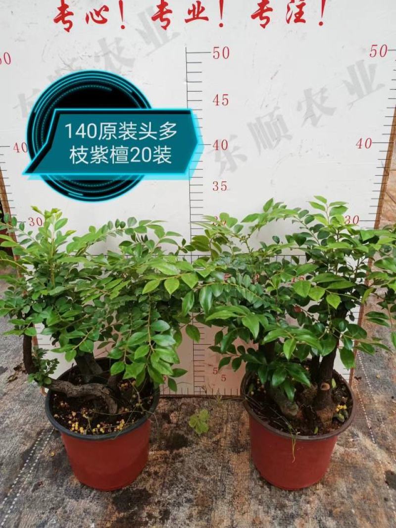 四季常青植物独桩小叶紫檀盆景树桩室内客厅办公桌面绿植单杆