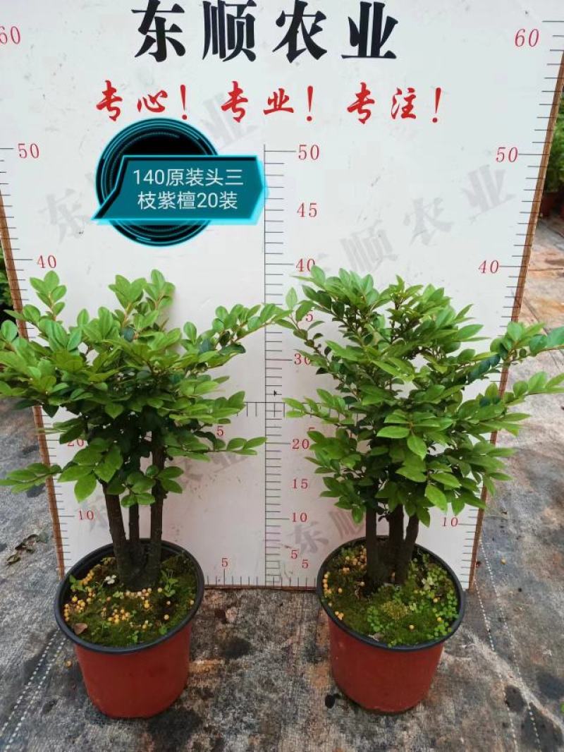 四季常青植物独桩小叶紫檀盆景树桩室内客厅办公桌面绿植单杆