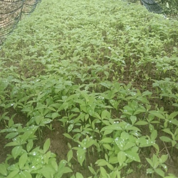 楠木芽苗，金丝楠木芽苗5月份开始移栽小苗