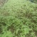 楠木芽苗，金丝楠木芽苗5月份开始移栽小苗