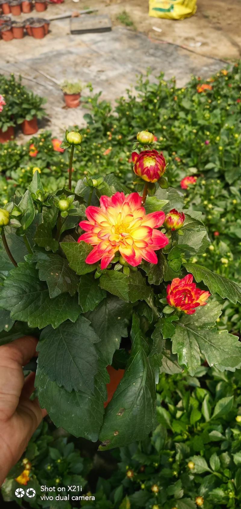 小丽花盆栽大丽花盆棵型大花苞多耐旱耐寒多年生