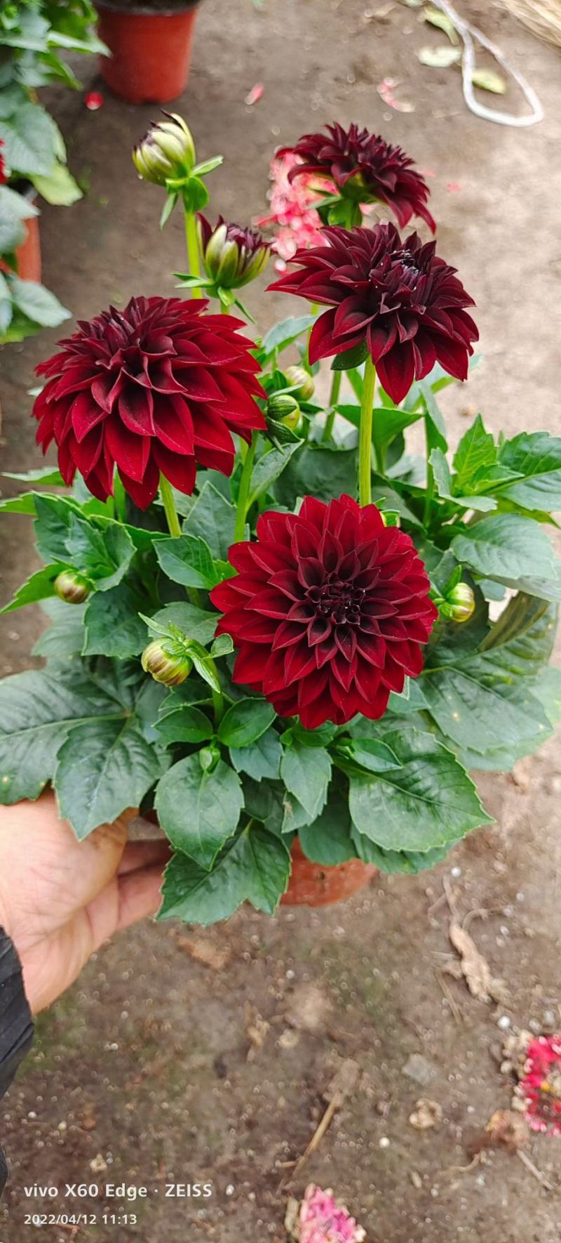 小丽花盆栽大丽花盆棵型大花苞多耐旱耐寒多年生