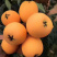 枇杷
