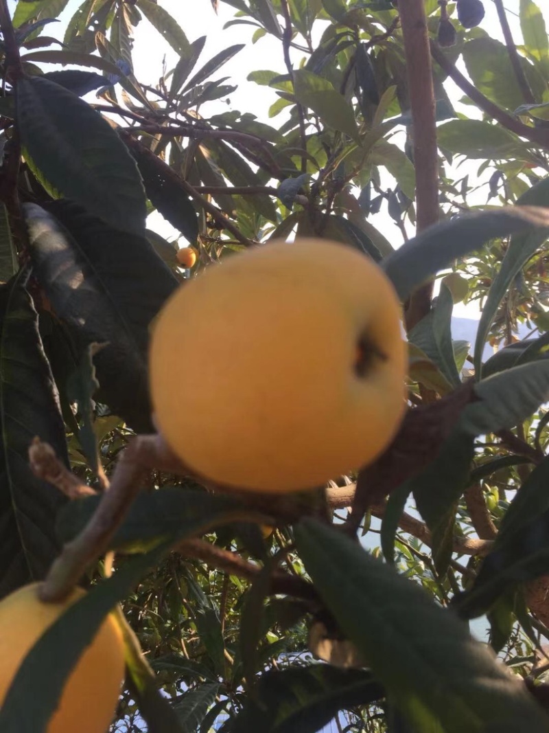 枇杷