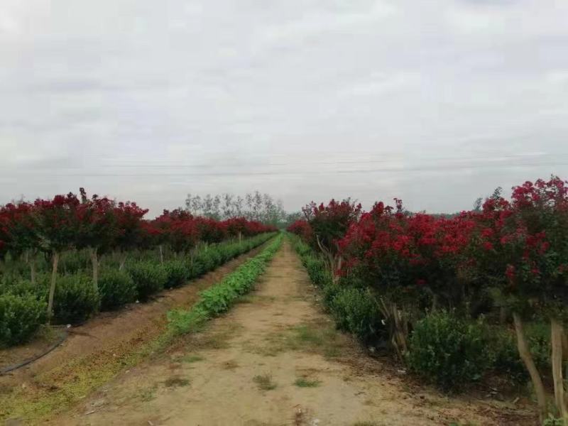 红火箭紫薇花树苗红火球天鹅绒四川红二乔红