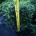 清香木绿植盆栽基地直销货平价靓量大从优一件代发