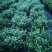 清香木绿植盆栽基地直销货平价靓量大从优一件代发