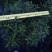 清香木绿植盆栽基地直销货平价靓量大从优一件代发