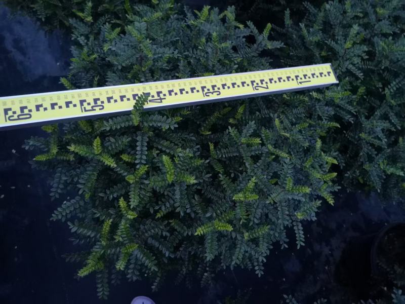 清香木绿植盆栽基地直销货平价靓量大从优一件代发