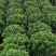 清香木绿植盆栽基地直销货平价靓量大从优一件代发