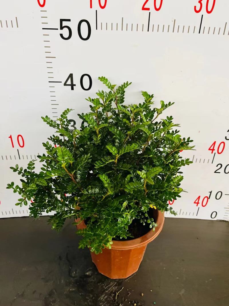清香木绿植盆栽基地直销货平价靓量大从优一件代发