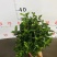 清香木绿植盆栽基地直销货平价靓量大从优一件代发
