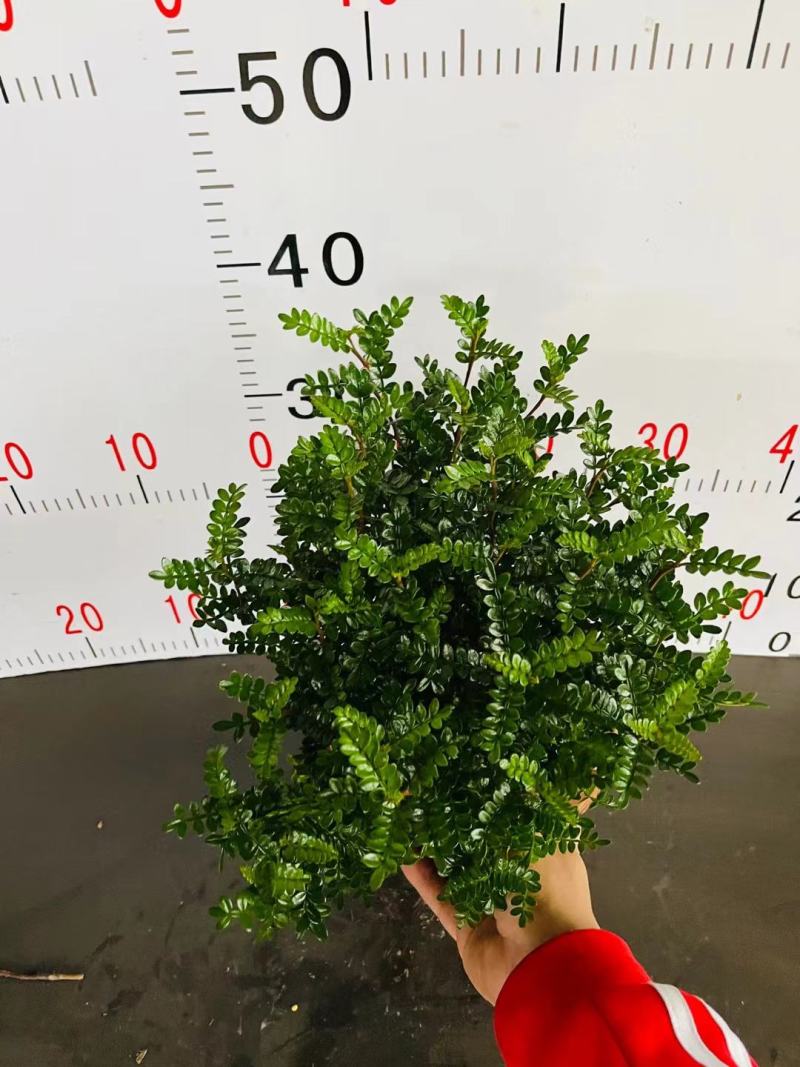 清香木绿植盆栽基地直销货平价靓量大从优一件代发