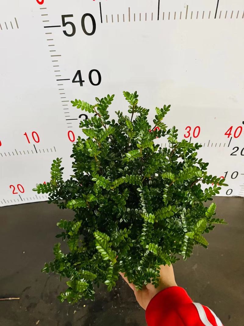 清香木绿植盆栽基地直销货平价靓量大从优一件代发