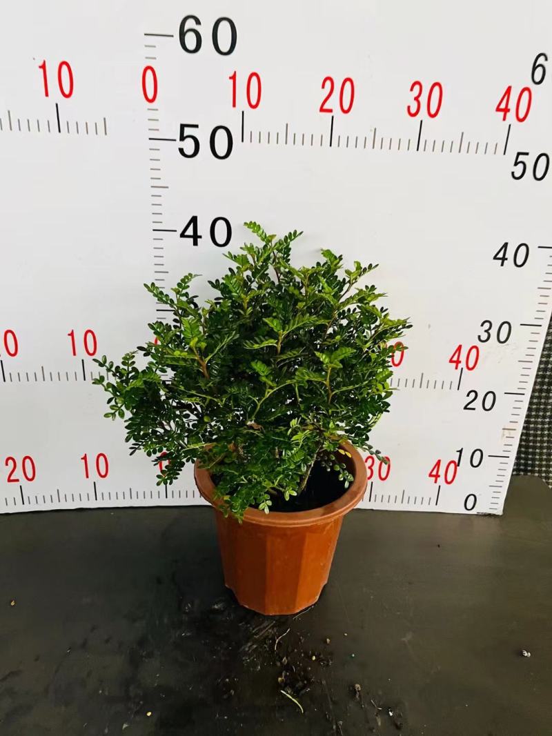 清香木绿植盆栽基地直销货平价靓量大从优一件代发