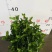 清香木绿植盆栽基地直销货平价靓量大从优一件代发