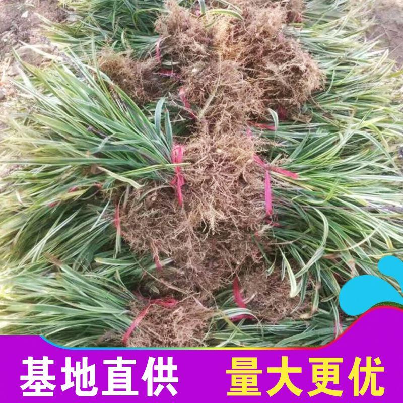 日本矮麦冬草玉龙草可以为某宝某多提供一件代发！！