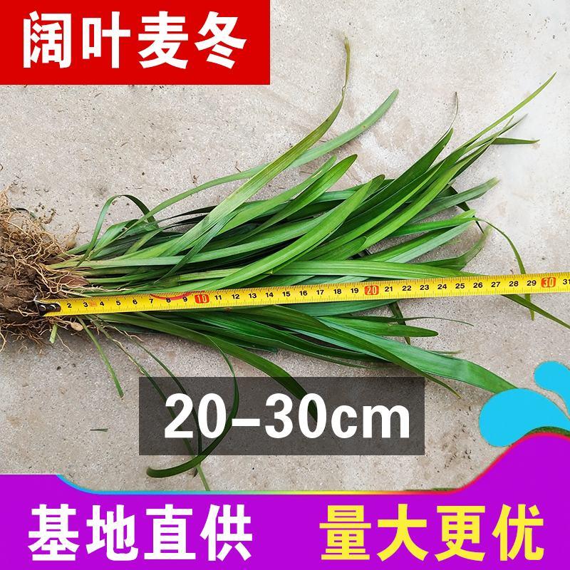 日本矮麦冬草玉龙草可以为某宝某多提供一件代发！！