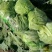 玉田精品甘蓝，圆白菜，产地直销价格优惠质量优益