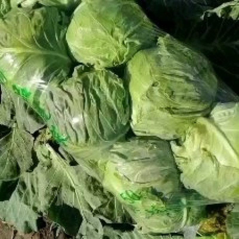 玉田精品甘蓝，圆白菜，产地直销价格优惠质量优益