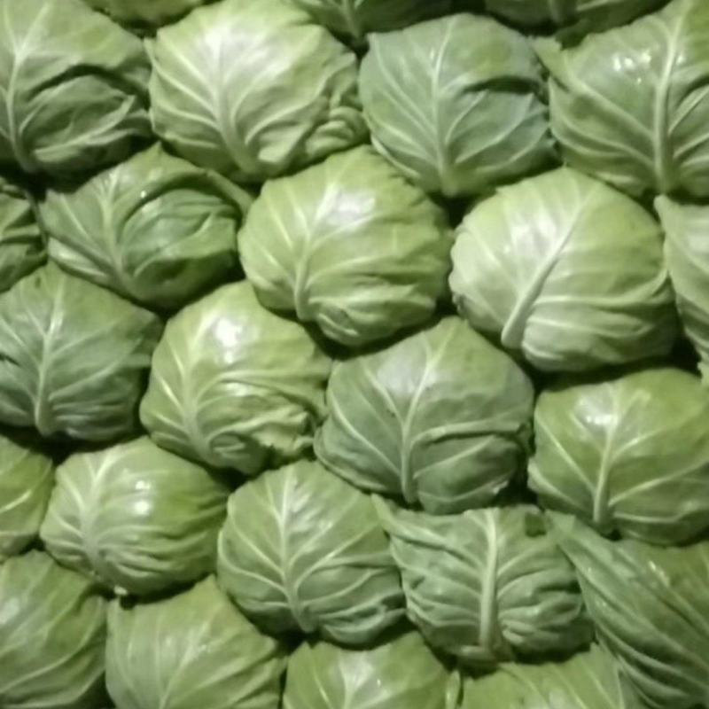 玉田精品甘蓝，圆白菜，产地直销价格优惠质量优益