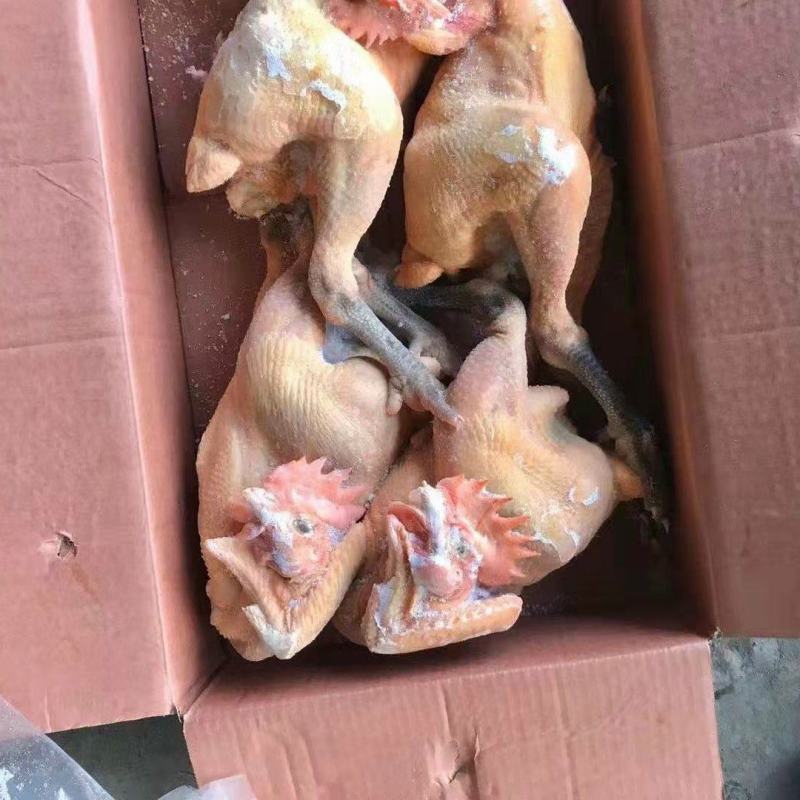 青脚麻公鸡黑凤公鸡