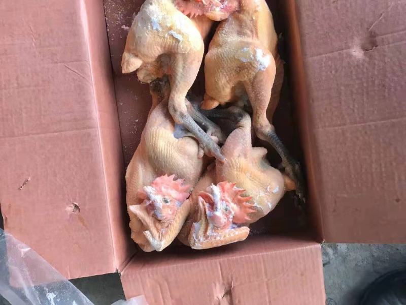 青脚麻公鸡黑凤公鸡