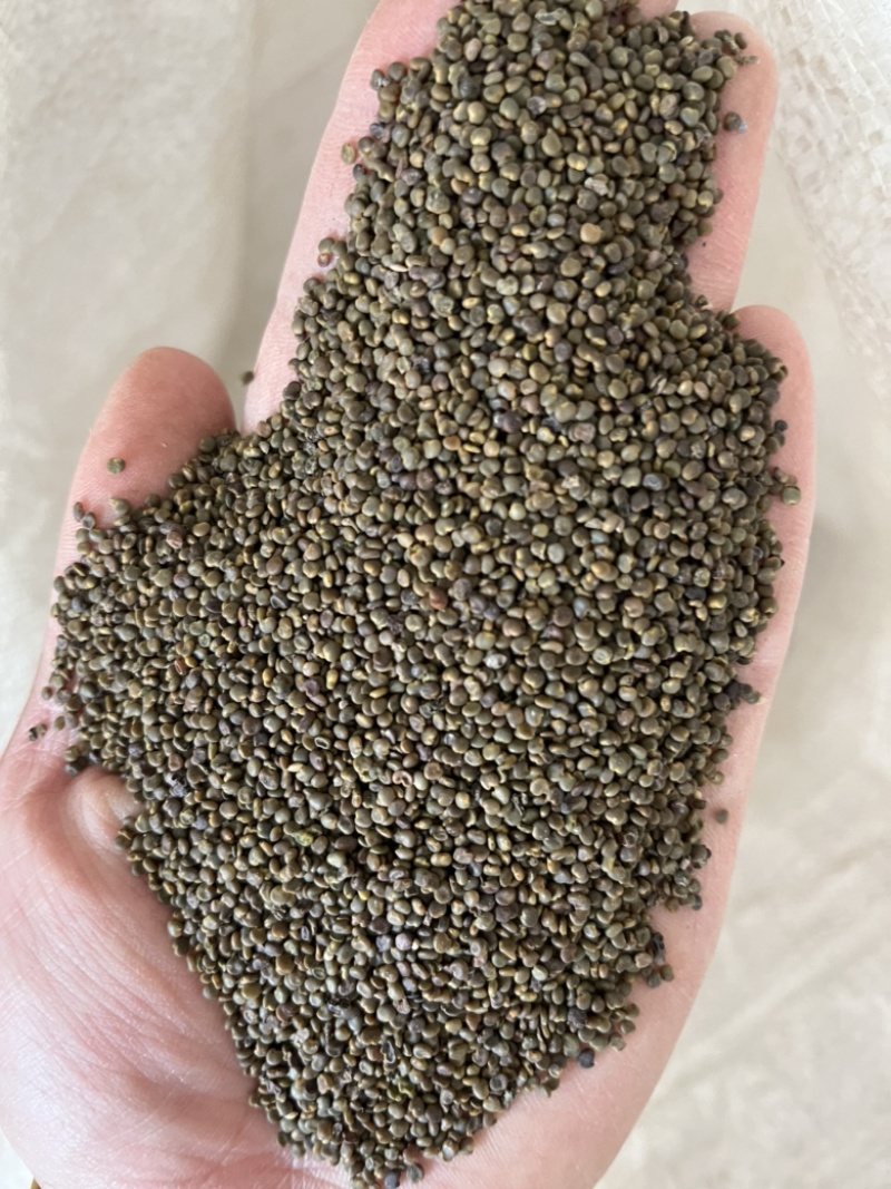 【文斌药业】沙苑子两种规格量大从优