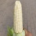 白甜糯玉米