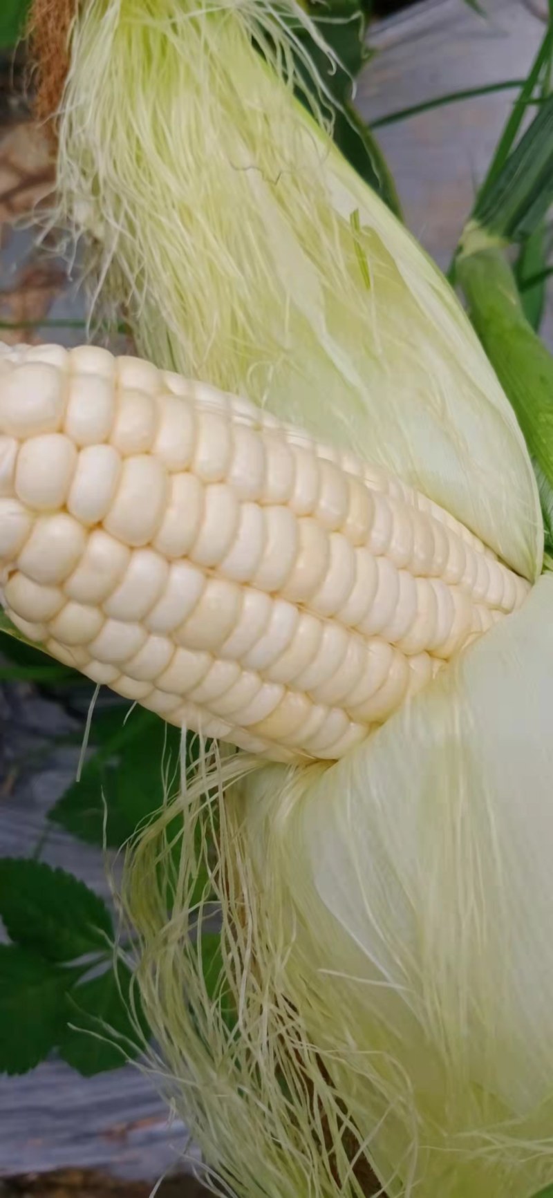 白甜糯玉米