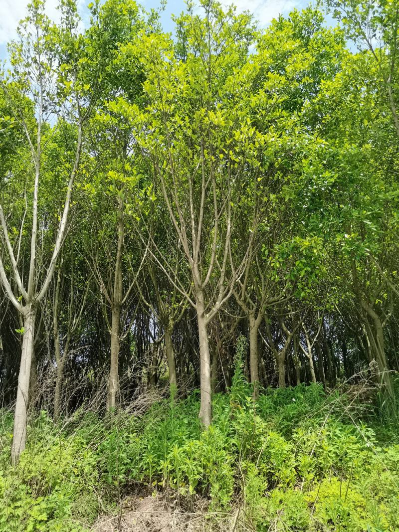 小叶榕