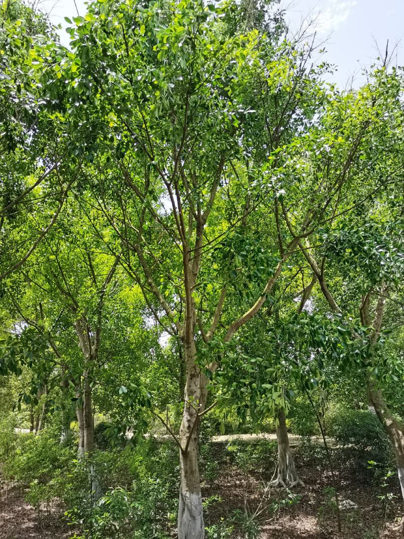 小叶榕