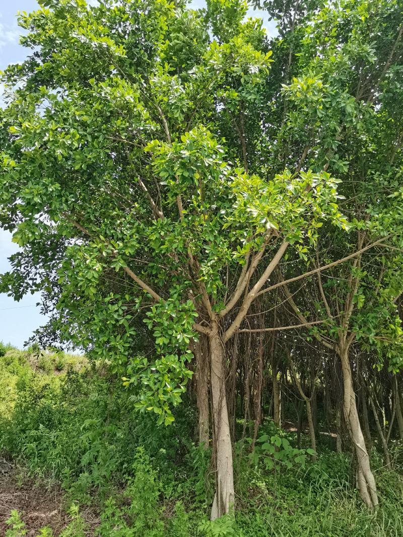 小叶榕