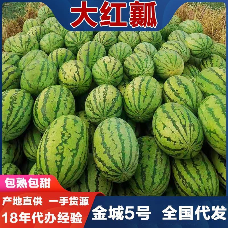 新疆吐鲁番金城5号西瓜7-12公斤13个糖全国代发