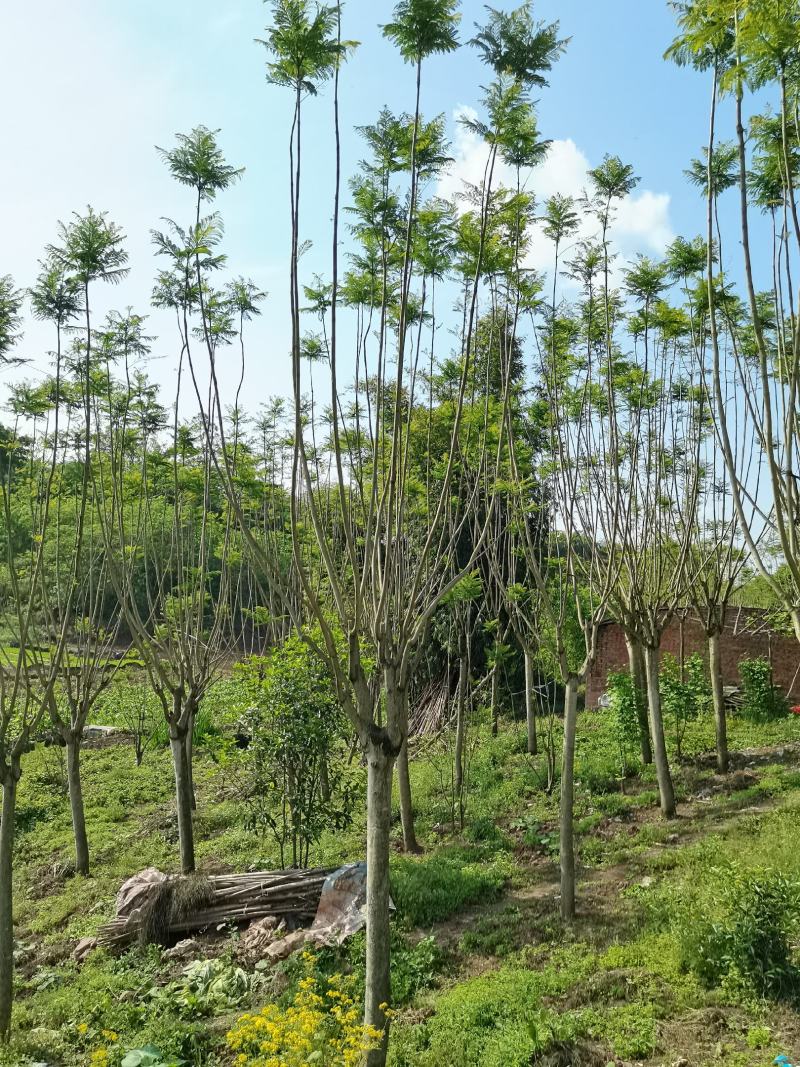 蓝花楹15公分精品树型