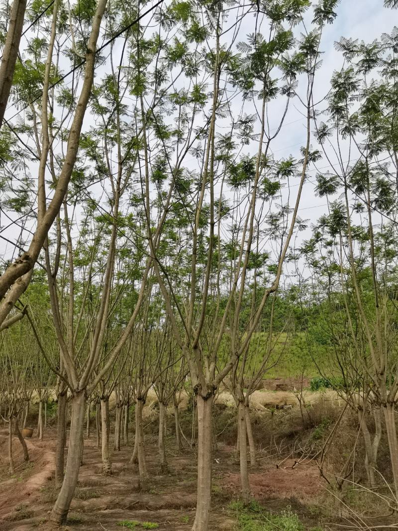 蓝花楹15公分精品树型