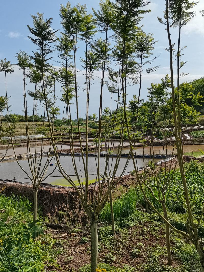 蓝花楹15公分精品树型