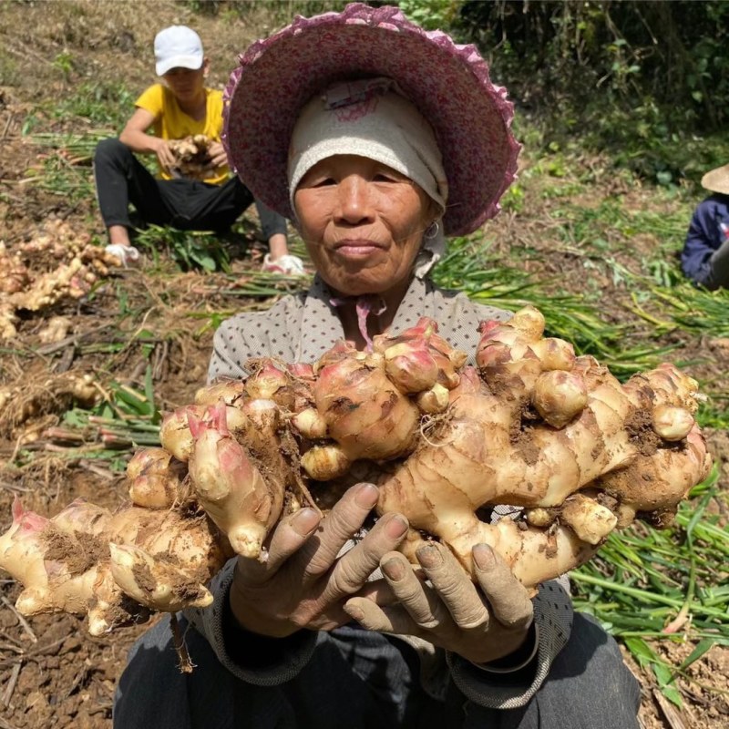大黄姜，小黄姜