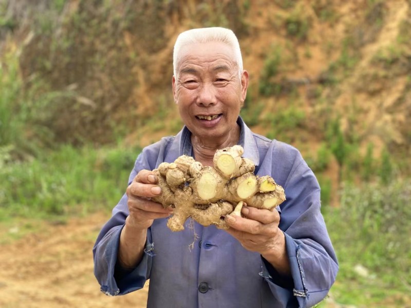 大黄姜，小黄姜