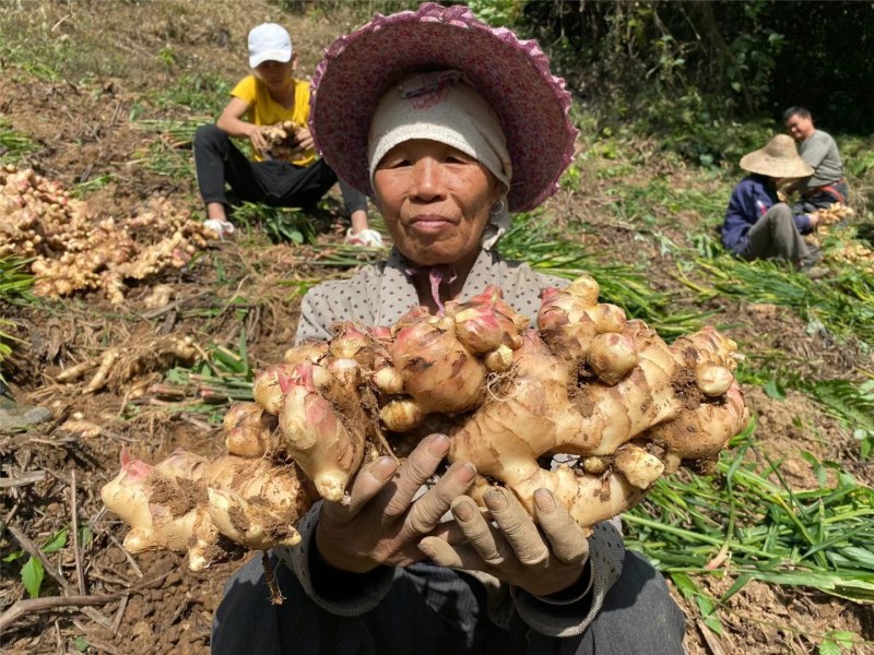 大黄姜，小黄姜